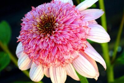 Echinacea jeżówka SECRET ROMANCE doniczka