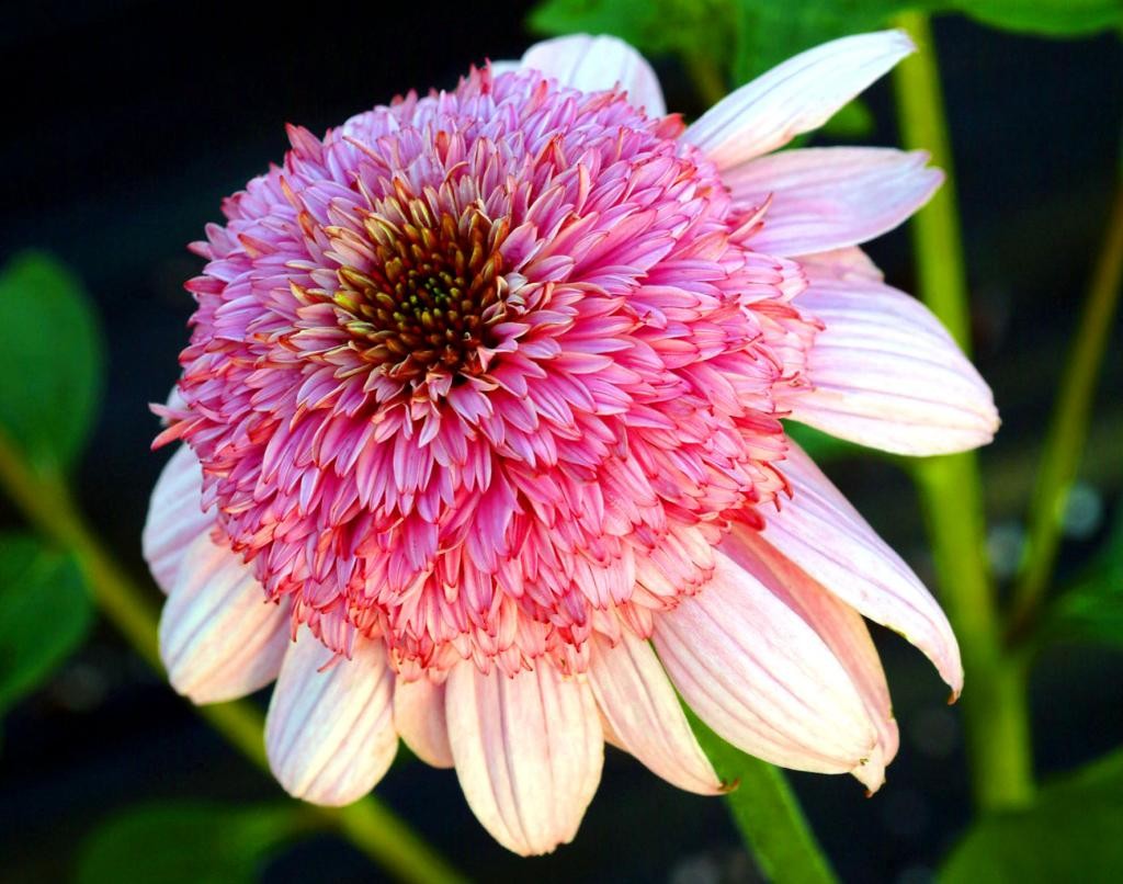 Echinacea jeżówka SECRET ROMANCE doniczka