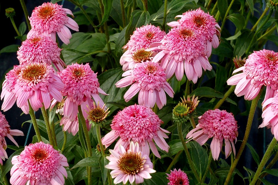 ECHINACEA JEŻÓWKA SECRET ROMANCE KŁĄCZE