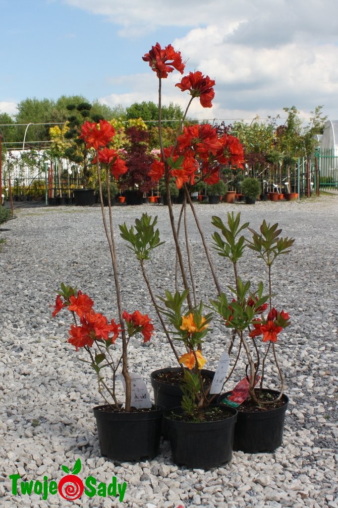 Azalia ORANGEADE 50cm doniczka - 4