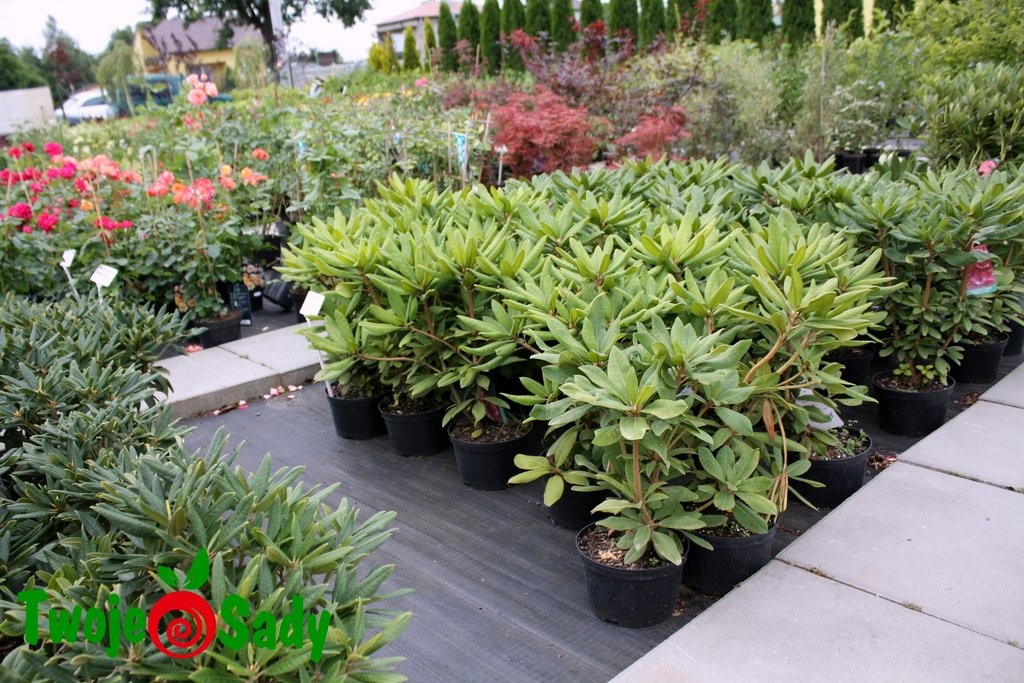 RHODODENDRON RASPUTIN DONICZKA 30cm