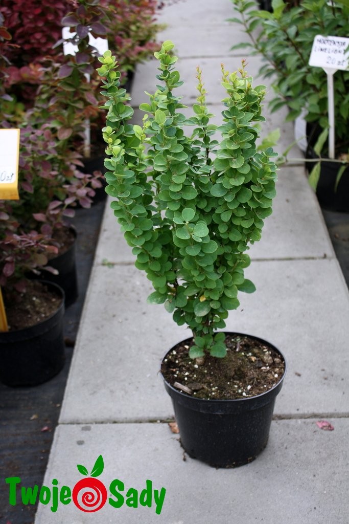 Berberys THUNBERGA ERECTA - 5