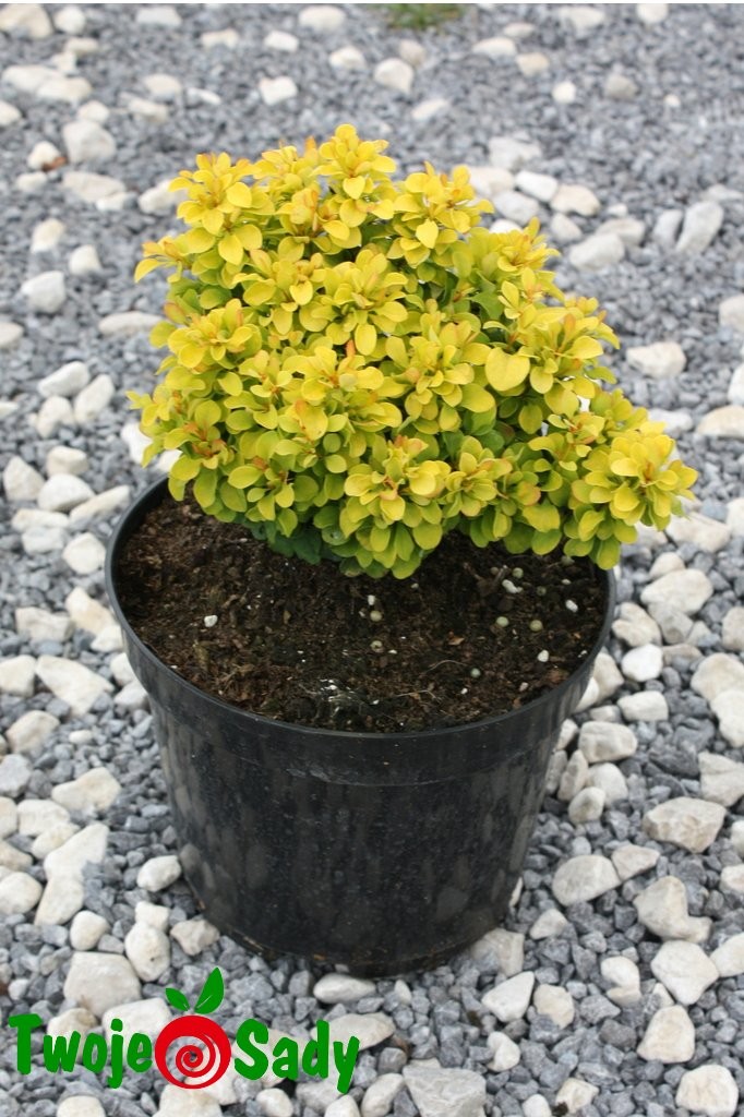 Berberys THUNBERGA GOLDALITA - 1