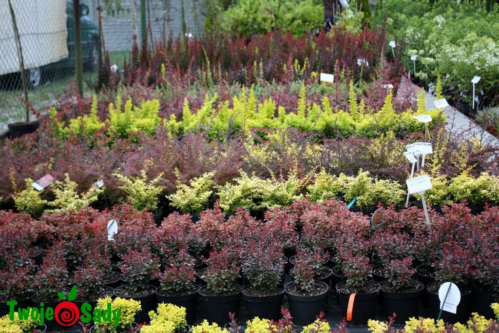 Berberys THUNBERGA GOLDALITA - 2