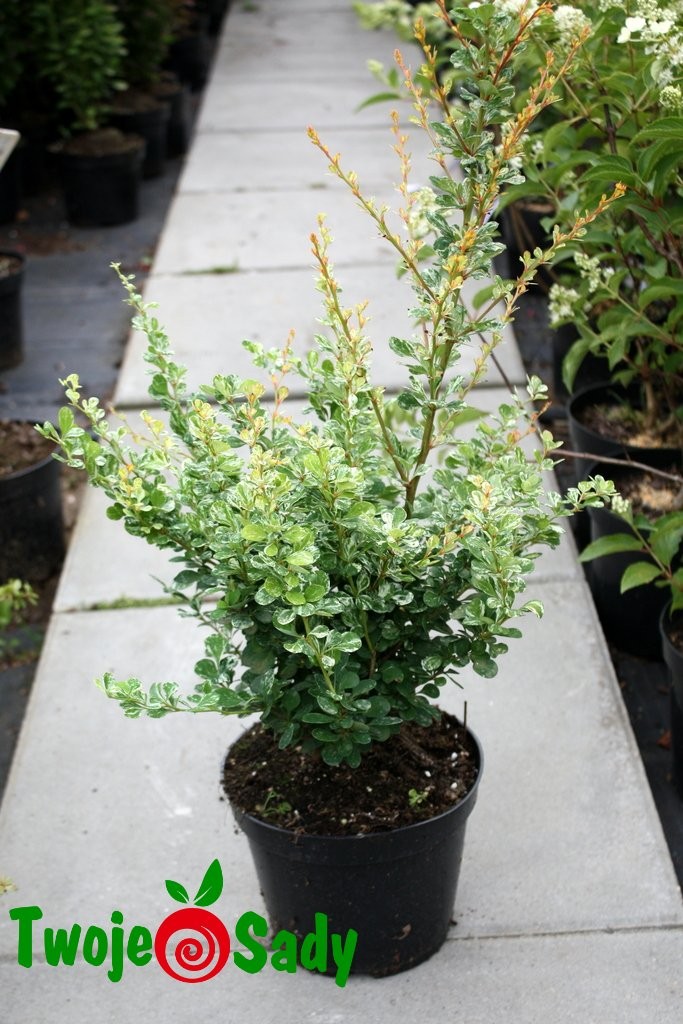 Berberys THUNBERGA KELLERIS - 4