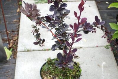 Berberys ottawski SUPERBA