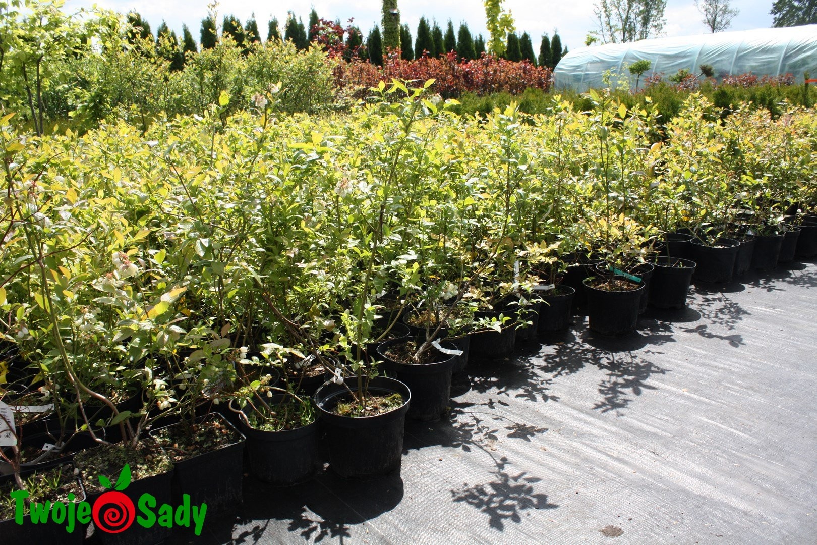 Borówka amerykańska DUKE 3-letnia - 4