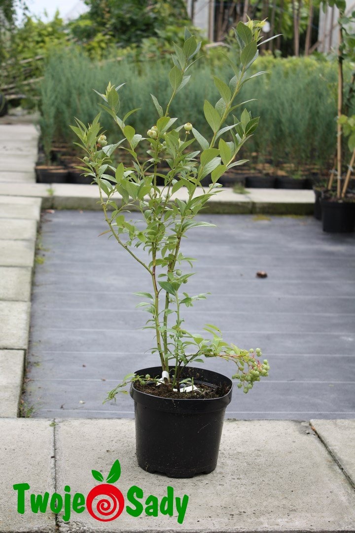 Borówka amerykańska NELSON 3-letnia doniczka - 4