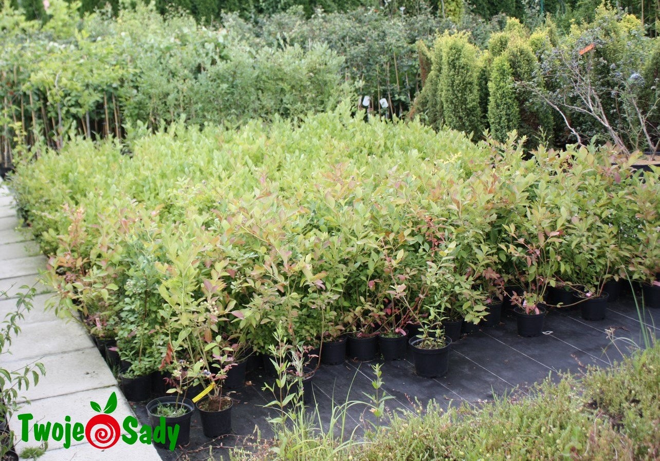 Borówka amerykańska BLUEGOLD 3-letnia - 5