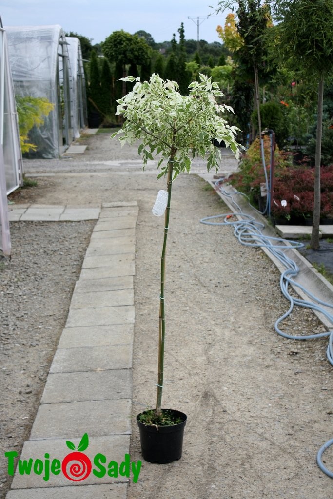 Klon jesionolistny VARIEGATUM szczepiony 180cm - 2