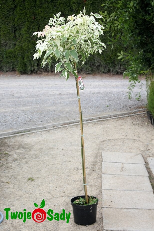 Klon jesionolistny VARIEGATUM szczepiony 180cm - 3
