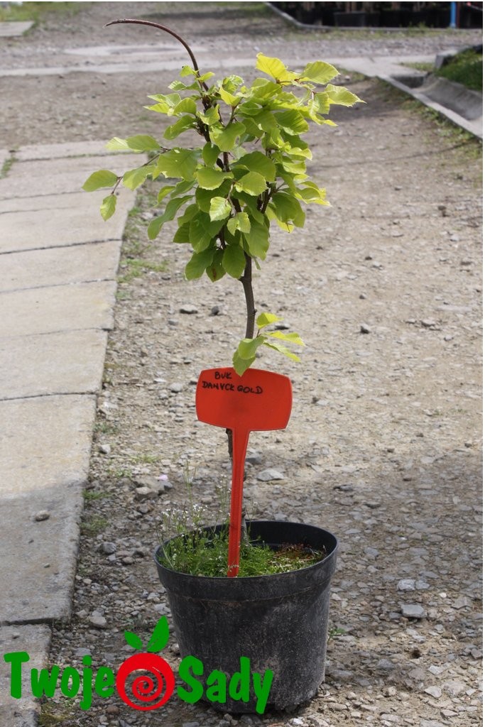 Buk pospolity DAWYCK GOLD - 4