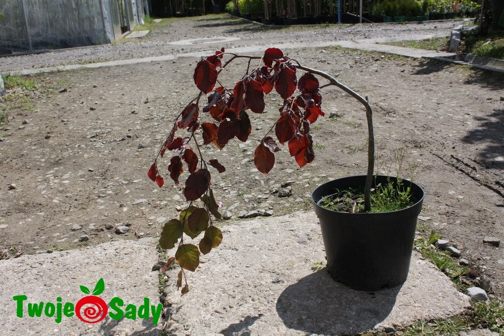 Buk pospolity PURPLE FONTAIN - 4