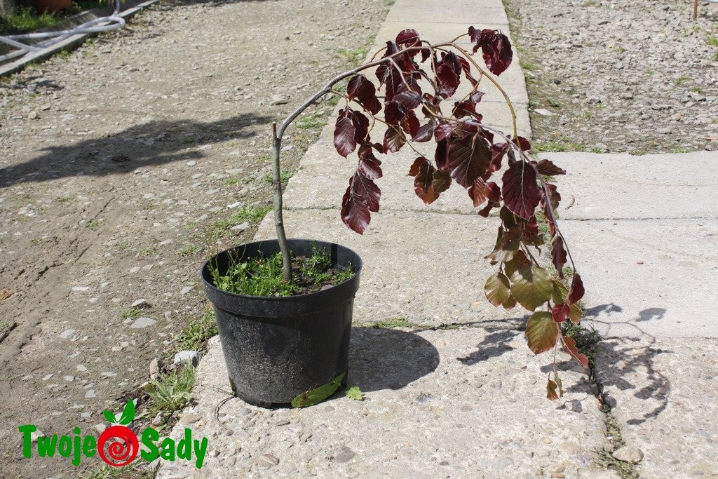 Buk pospolity PURPLE FONTAIN - 5