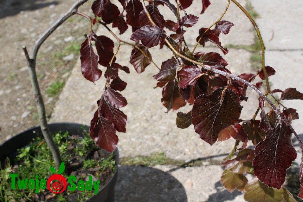 Buk pospolity PURPLE FONTAIN - 6