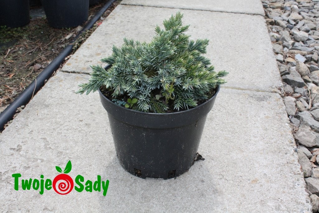 Jałowiec łuskowaty BLUE STAR - 3