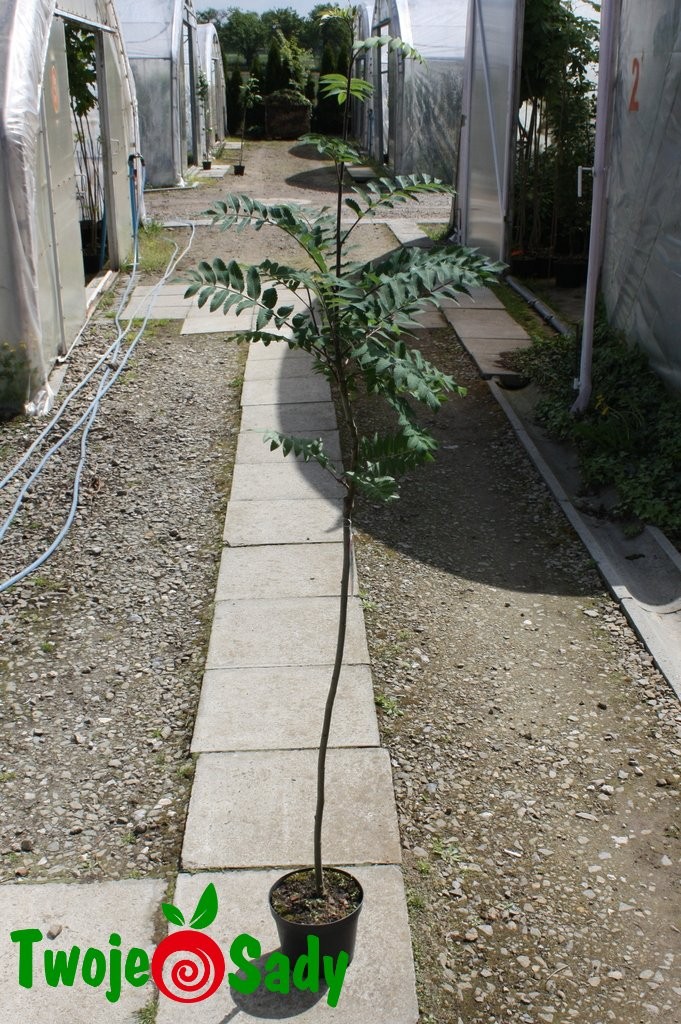 Jarzębina czerwona FASTIGIATA - 3