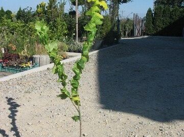 Wiąz holenderski WREDEI 100cm