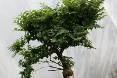 Wiąz Holenderski JACQUELINE HILLER szczepiony