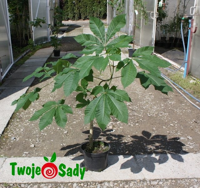 Kasztanowiec czerwony BRIOTTI 50 cm - 4