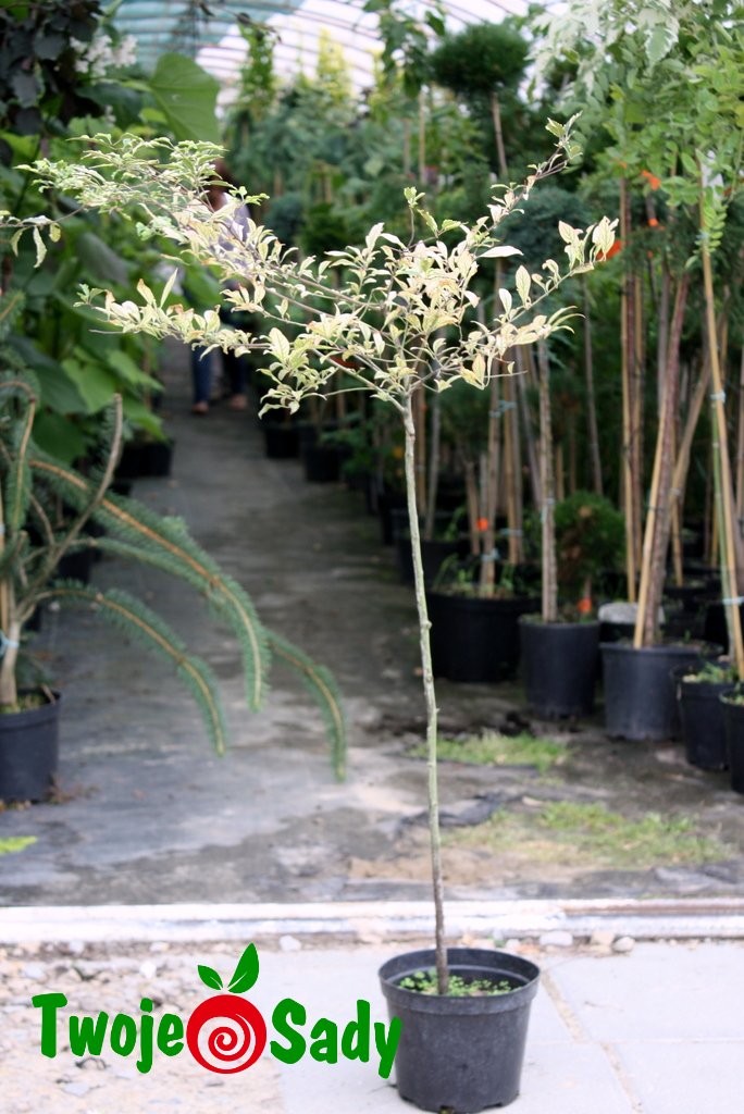 Śliwa bordowa HESSEI szczepiona 100cm doniczka - 6