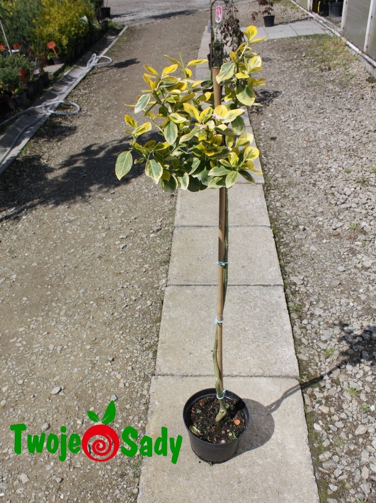 Trzmielina FORTUNEI GOLD na pniu 100cm doniczka - 6