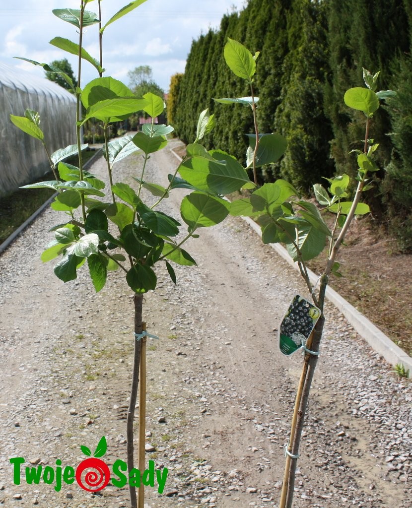 ARONIA CZARNA NA PNIU - 5