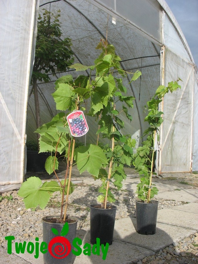 Winogrona białe BIANCA - 5