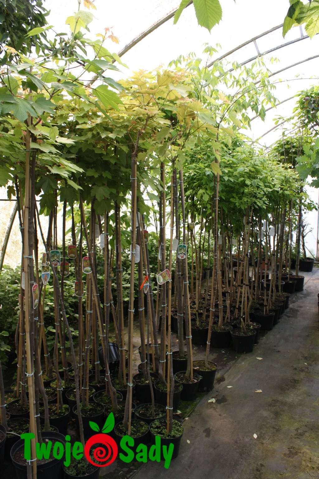 Klon jawor  BRILLIANTISSIMUM szczepiony - 5