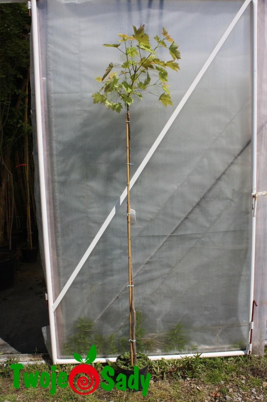 Klon jawor  BRILLIANTISSIMUM szczepiony - 6