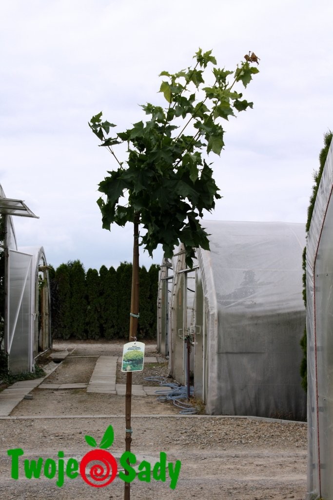 Klon pospolity GLOBOSUM 180 cm kulisty - 7