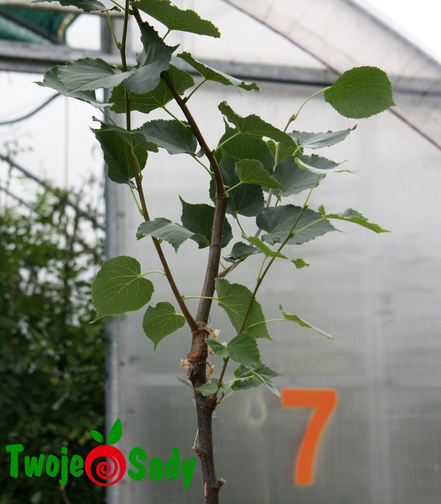 Lipa drobnolistna GREENSPIRE szczepiony 180cm doniczka