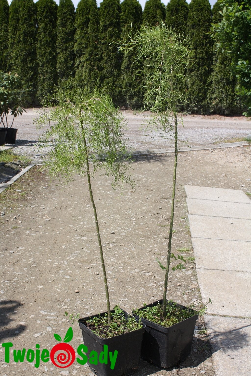 Karagana syberyjska WALKER 80cm - 4