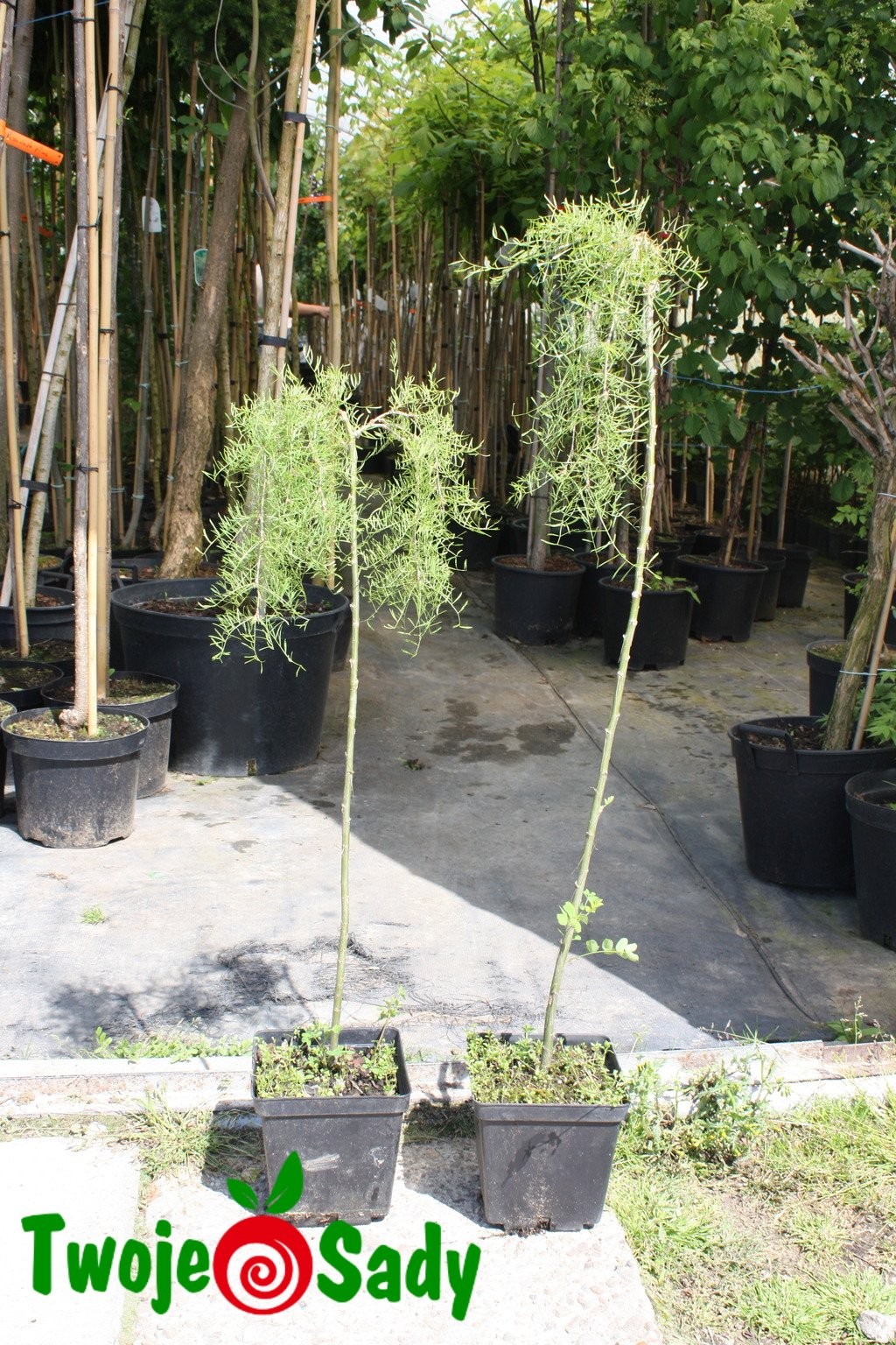 Karagana syberyjska WALKER 80cm - 5