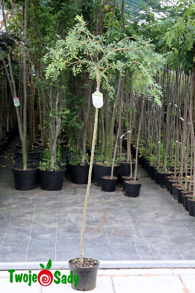 Karagana SYBERYJSKA pendula na pniu - 6