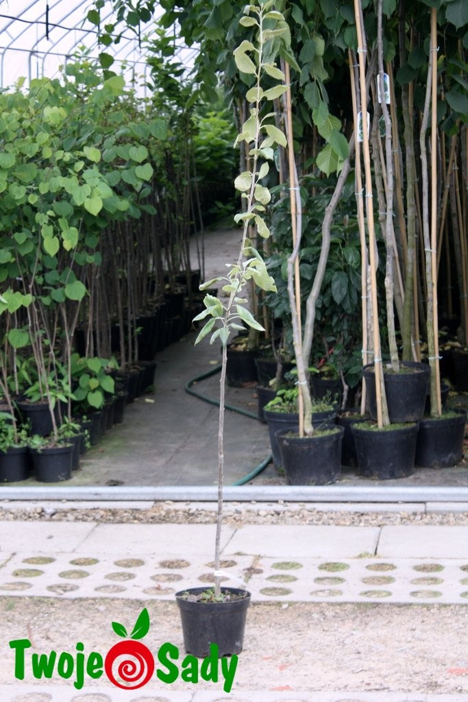 Jarzębogrusza USZKOWATA - 1