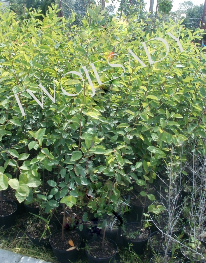 Świdośliwa  LAMARCKA 100cm doniczka - 3