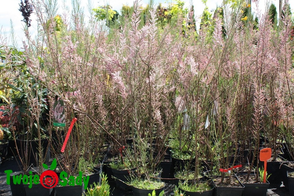 Tamaryszek PIĘCIOPRĘCIKOWY - 5