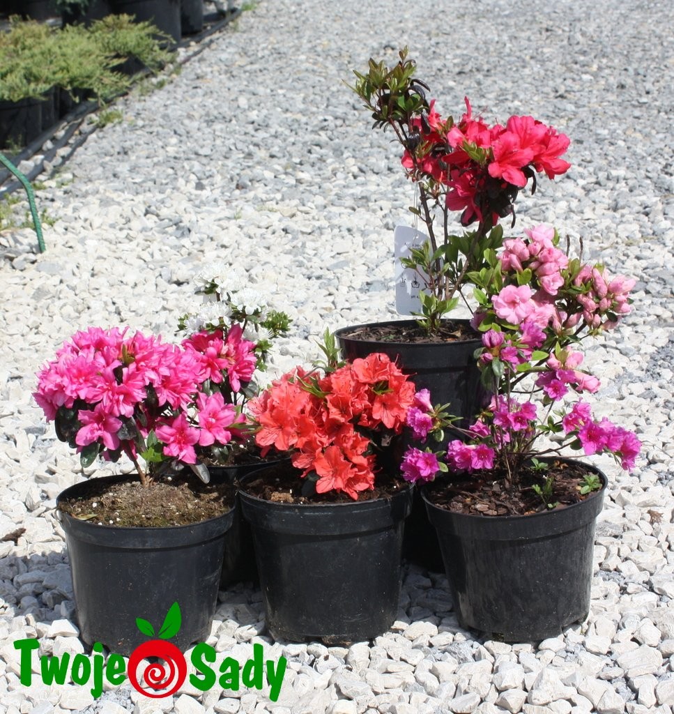 Azalia japońska  GILBERT MULLIE 25cm doniczka - 6