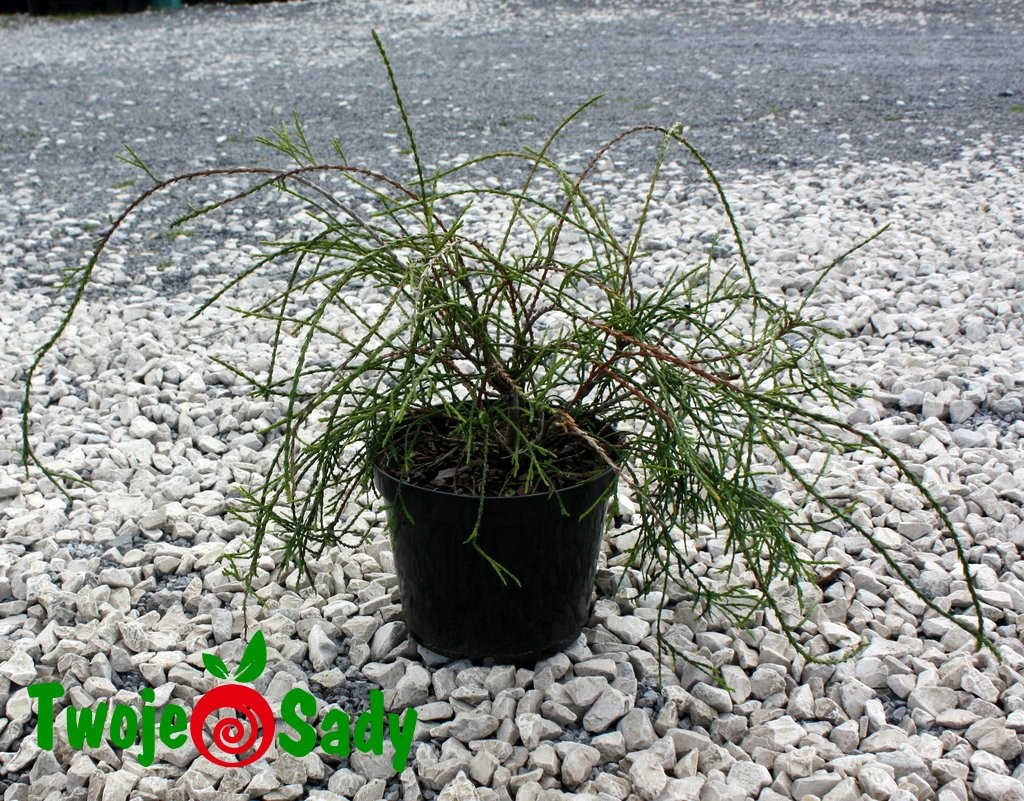 Tuja thuja FILIFORMIS - 5