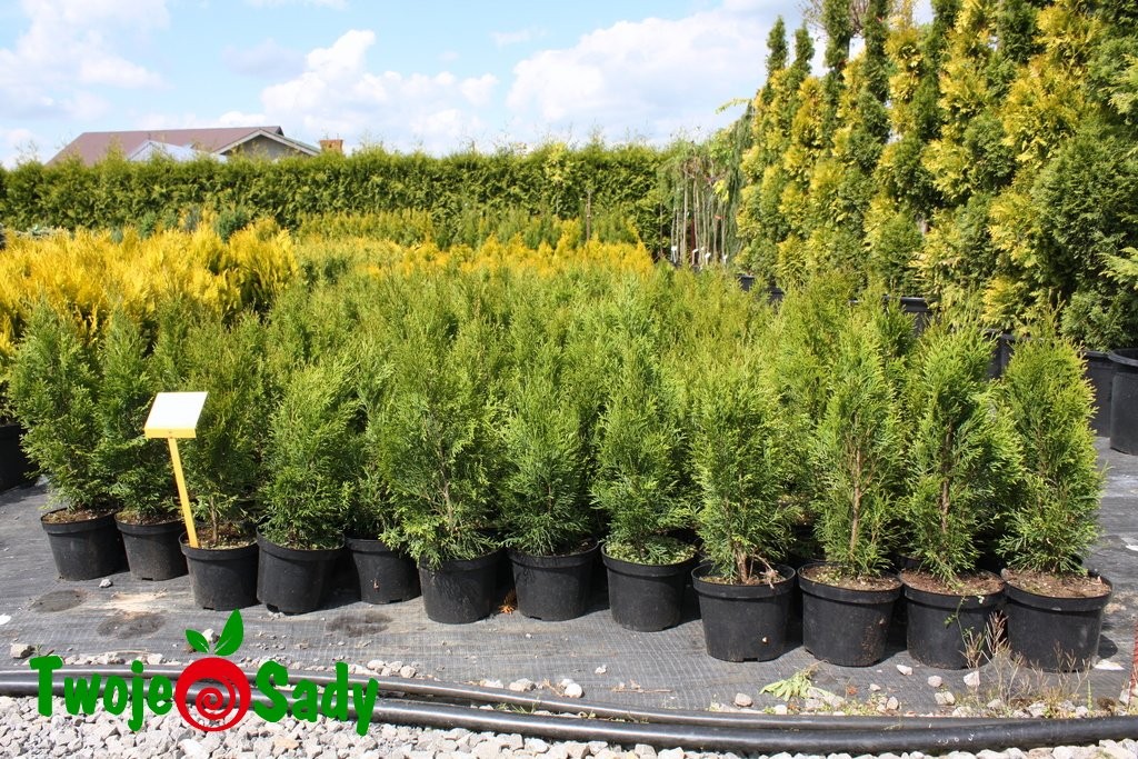 Tuja SZMARAGD thuja SMARAGD - 5
