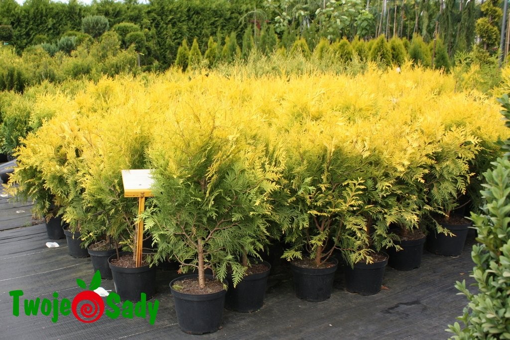 Tuja thuja  SUNKIST - 4
