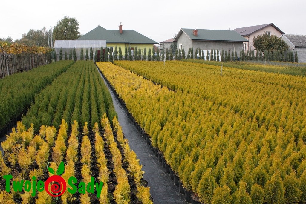 Tuja JANED GOLD złoty SZMARAGD - 4