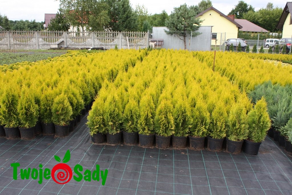 Tuja JANED GOLD złoty SZMARAGD - 5