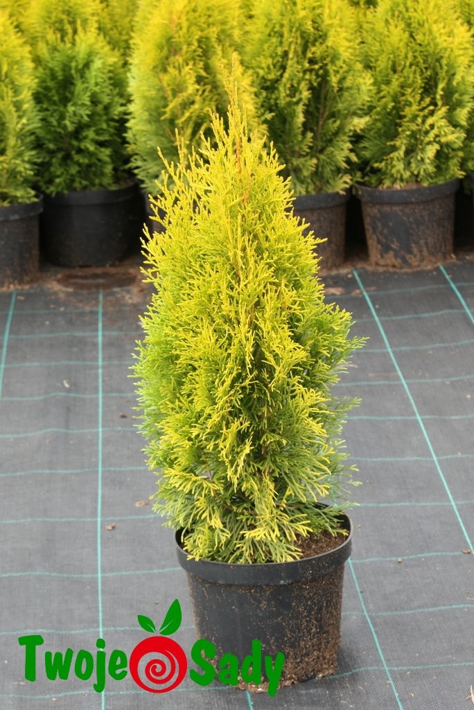 Tuja JANED GOLD złoty SZMARAGD - 6