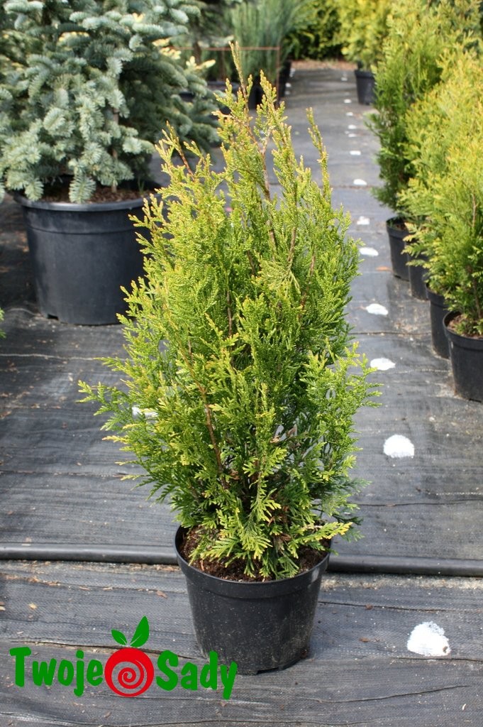 Tuja thuja KÓRNIK - 3