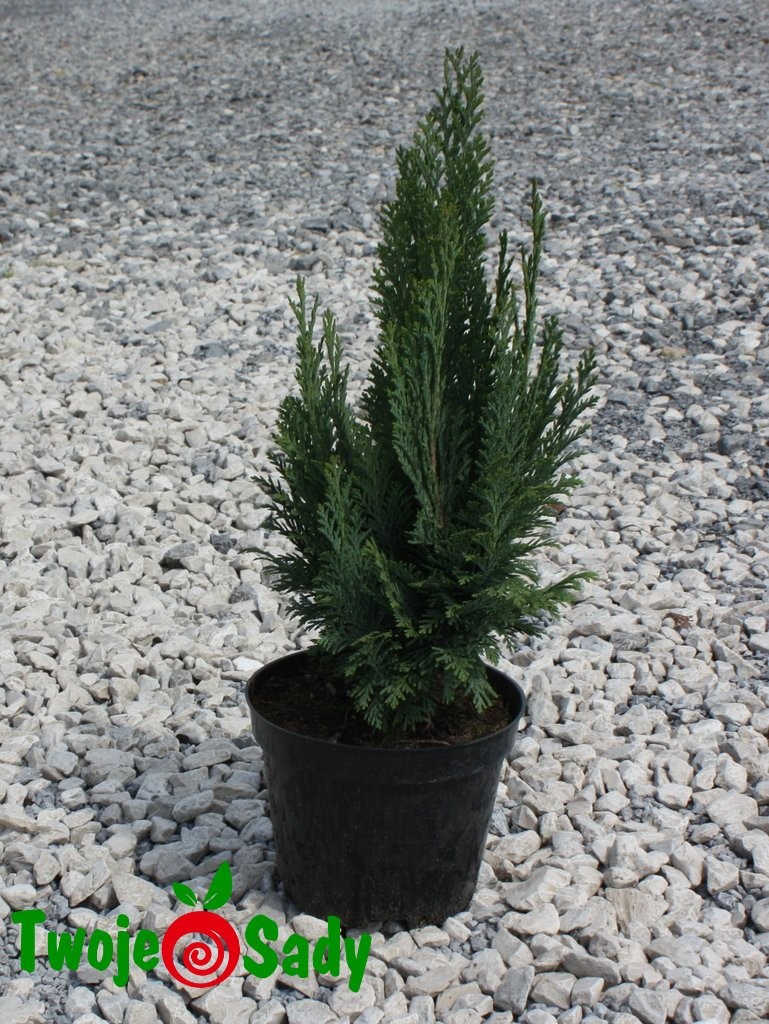 Cyprysik Lawsona BAUTCHENSIS 40cm  - 3