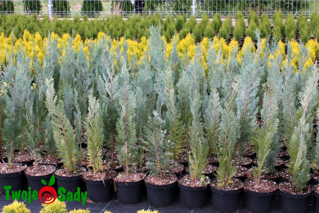 Cyprysik Lawsona COLUMNARIS 40cm doniczka - 5