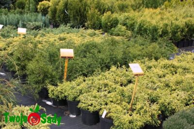 Cyprysik japoński TSATSUMI pojemnik 20cm doniczka