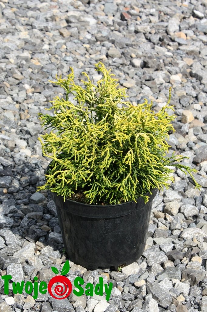 Cyprysik japoński TSATSUMI GOLD 20cm doniczka - 5